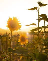 Sunflowers in a Field at Sunset