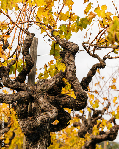 Grape Vines With Fall Leaves in the Vineyard