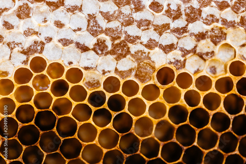 Close-up Honeycomb Detail