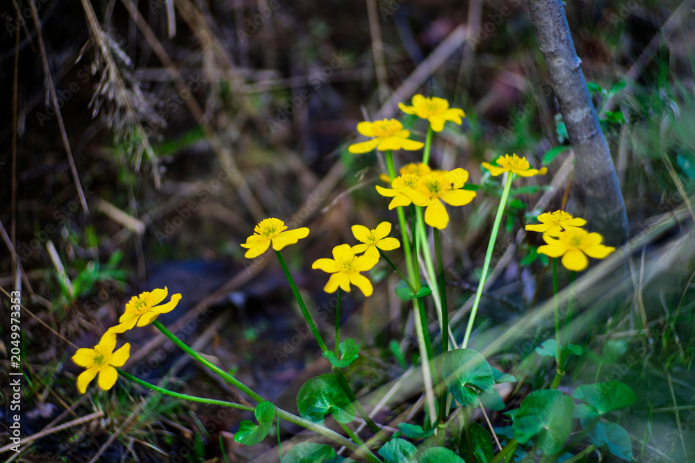 Fototapeta premium Yellow Marsh Marigold Flowers Growing In Wet Woodland