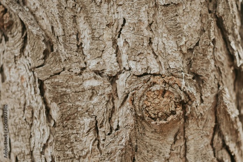 Schilderij op canvas A close-up shot of a tree trunk showcasing its rough, textured bark with visible ridges and a prominent knot in a natural outdoor environment