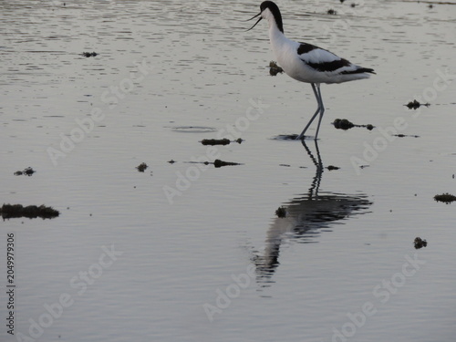 Fényképezés Pied Avocet (Recurvirostra avosetta) wading bird in brackish water on salt marsh