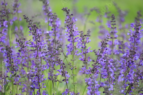 Salvia pratensis. Meadow sage, purple flowers on wild meadow.