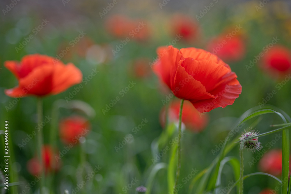 Fototapeta premium Scarlet poppy flowers swaying among fresh grasses in a Mediterranean landscape. Bright red blooms and soft natural blur capture the essence of spring and seasonal growth.