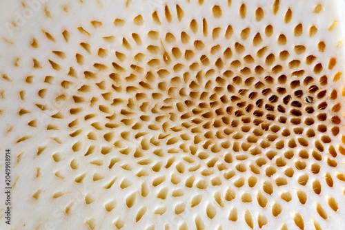 Extreme close up of cut breadfruit flesh with porous organic pattern creating trypophobia concept texture background image