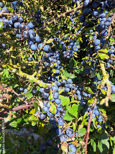 Blackthorn tree laden with fruits