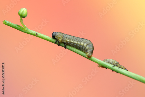 asparagus beetle larva insect on a stick