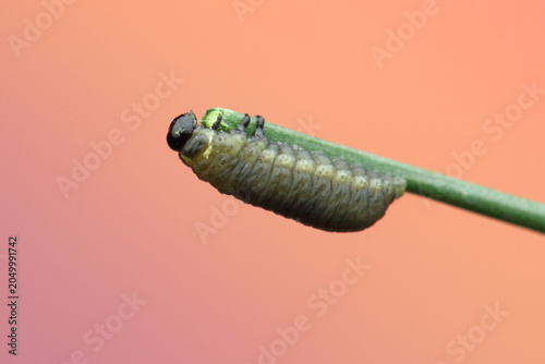 asparagus beetle larva insect on a stick