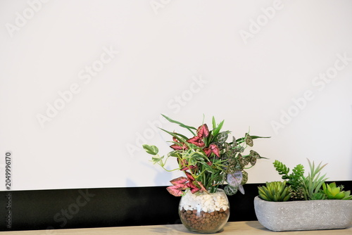Fotografía Modern interior with soothing house plants and succulent arrangements to brighte