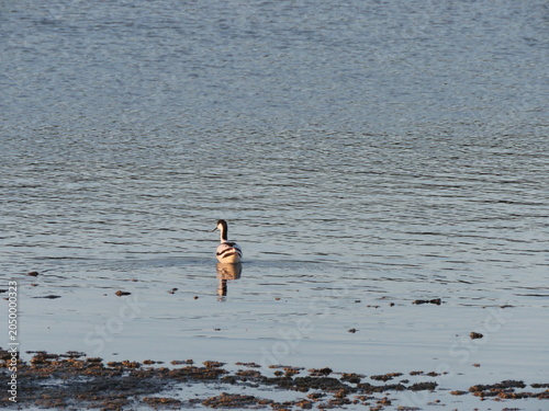 Tableau sur toile Pied Avocet (Recurvirostra avosetta) wading bird in brackish water on salt marsh