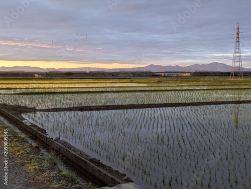 Newly planted rice paddy field reflecting the sky with an expressway and transmission tower at dusk / 夕暮れの高速道路と鉄塔が見える田植え直後の水田の水鏡