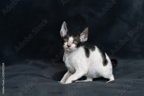 Foto cute little black and white cornish rex kitten on a black background in studio