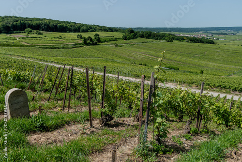 Verzenay,  France, May 24, 2026. A scenic horizontal view of a lush green vineyard under a clear blue sky in the Champagne region of France