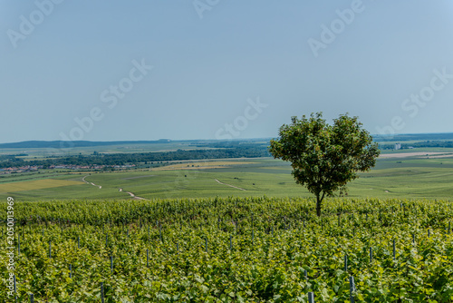 Verzenay, France, May 24, 2026. A beautiful landscape featuring a lone tree naturally shaped like a heart standing among vibrant, rolling green vineyards in the Champagne region of France