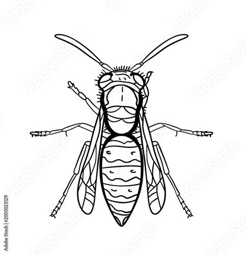 Vászonkép Yellowjacket vector drawing, outline for tattoo or coloring book or bee logo des