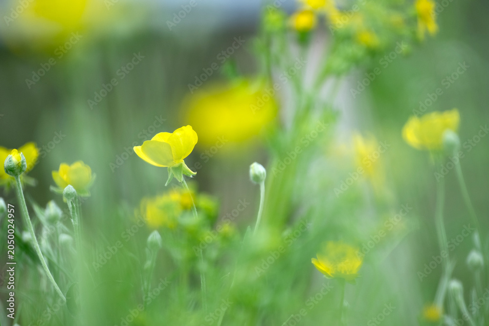 Fototapeta premium Beautiful flowers in the summer
