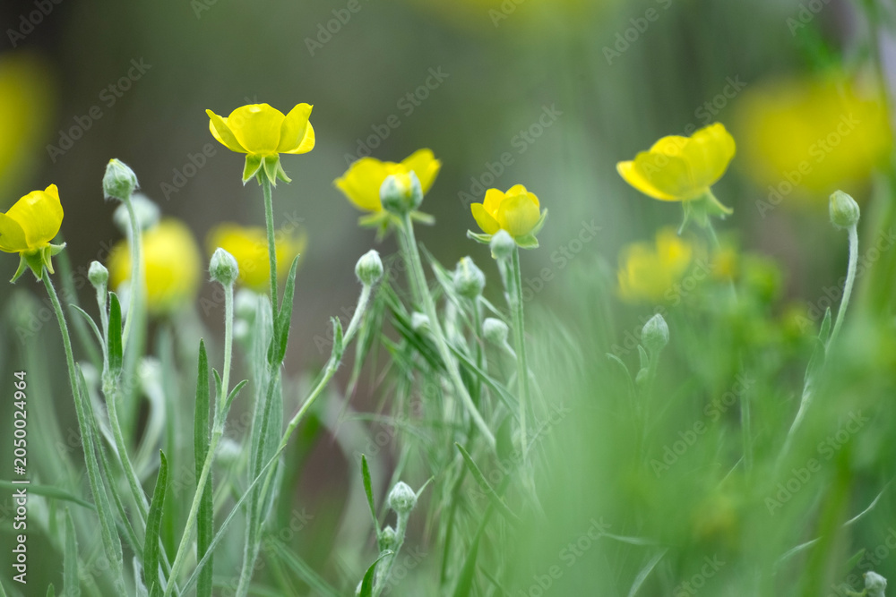 Fototapeta premium Beautiful flowers in the summer