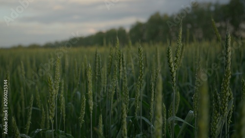 Green wheat ears as a symbol of fragile food security amidst global instability