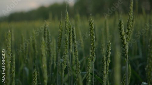 Green wheat ears as a symbol of fragile food security amidst global instability