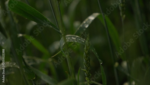 Green wheat ears as a symbol of fragile food security amidst global instability
