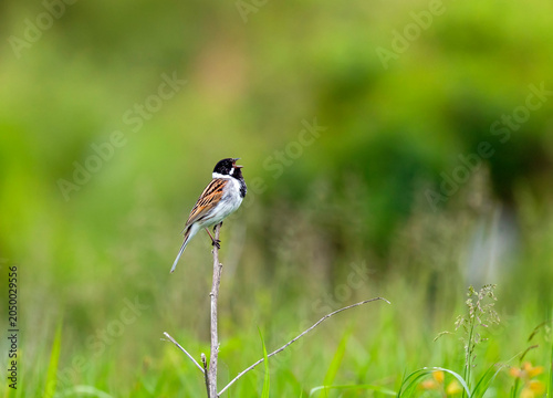 A male reed bunting sits on a blooming summer meadow and sings a song