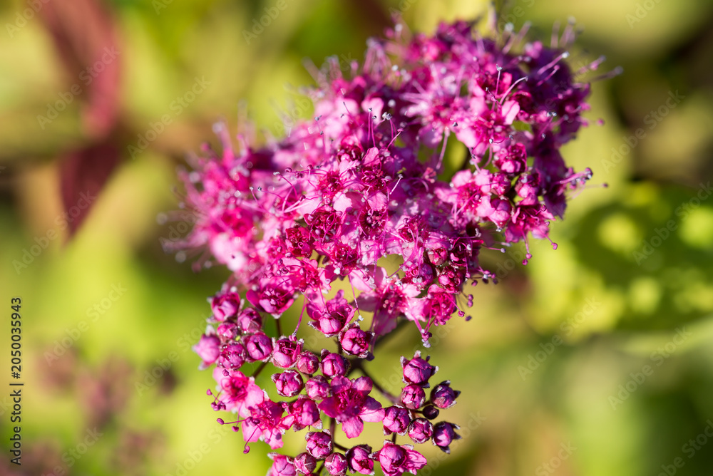 Obraz premium Japanese meadowsweet, Spiraea japonica flowers closeup selective focus