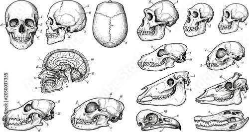 Bild auf Leinwand Vintage human skull anatomy diagram vector set featuring animal skulls cross sec