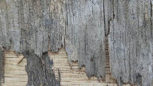 Fotografie Distressed Weathered Plywood Texture with Peeling Layers and Wood Grain