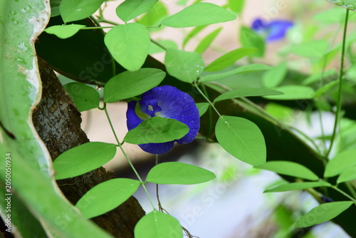 Foto Blue butterfly pea flower blooming among fresh green leaves and tree branches, captured in natural daylight with soft focus for botanical, garden, floral, herbal, and nature content
