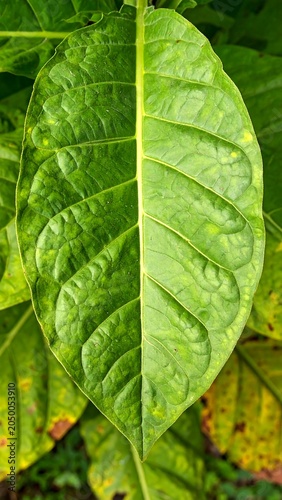 Green leaf texture.