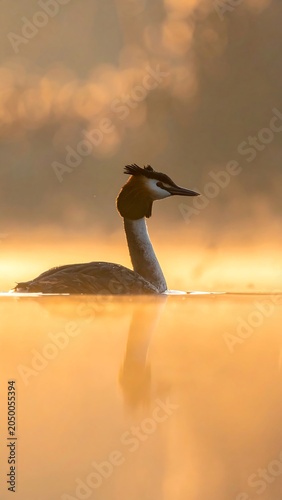 Great Crested Grebe.