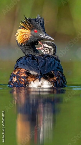 Grebe Parent  Chick.