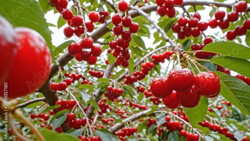 Vibrant cherries hanging on branches with blurred natural background representing freshness, nutrition and fruit farming.