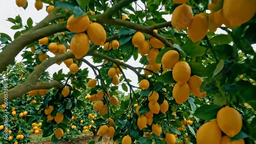 Close-up of ripe lemons growing in clusters among green leaves, representing healthy citrus farming and fresh agricultural produce.