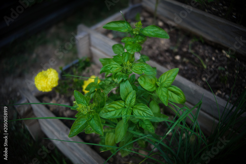 Organic Basil
