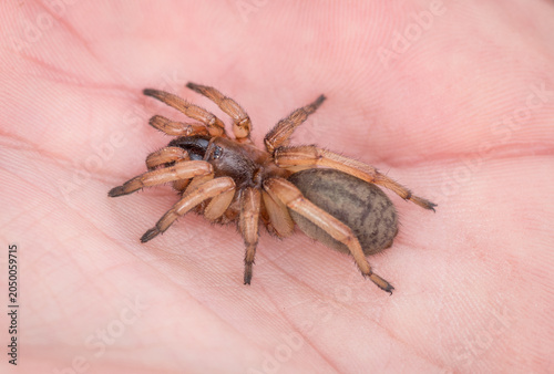 Foto A Tubetrapdoor (Wishbone) spider diagonally on a man's hand, top-down, Portugal