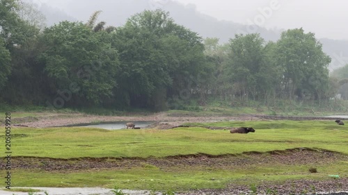 Fast panning view of riverbank with domestic cows grazing during rainy weather in Guilin, China