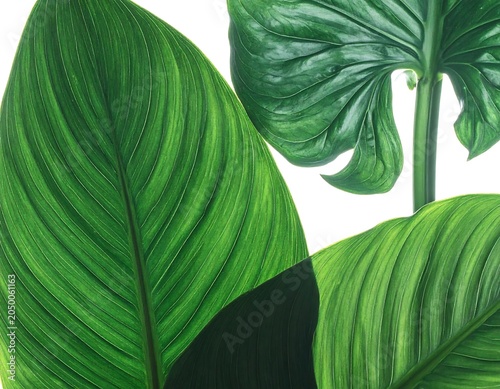 Green leaves with close up.