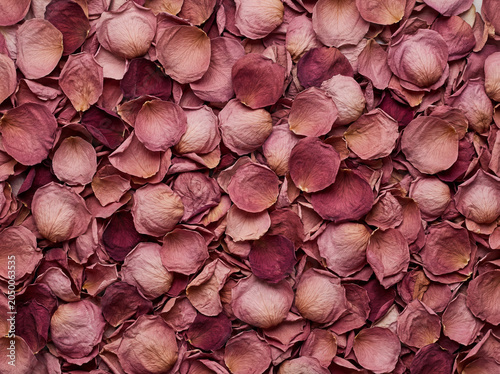 Dried Rose Petal Mosaic Texture — Pink and Burgundy Botanical Flat Lay Pattern