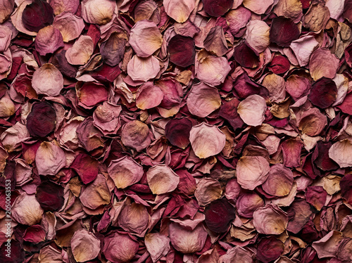 Dried Rose Petal Mosaic Texture — Pink and Burgundy Botanical Flat Lay Pattern
