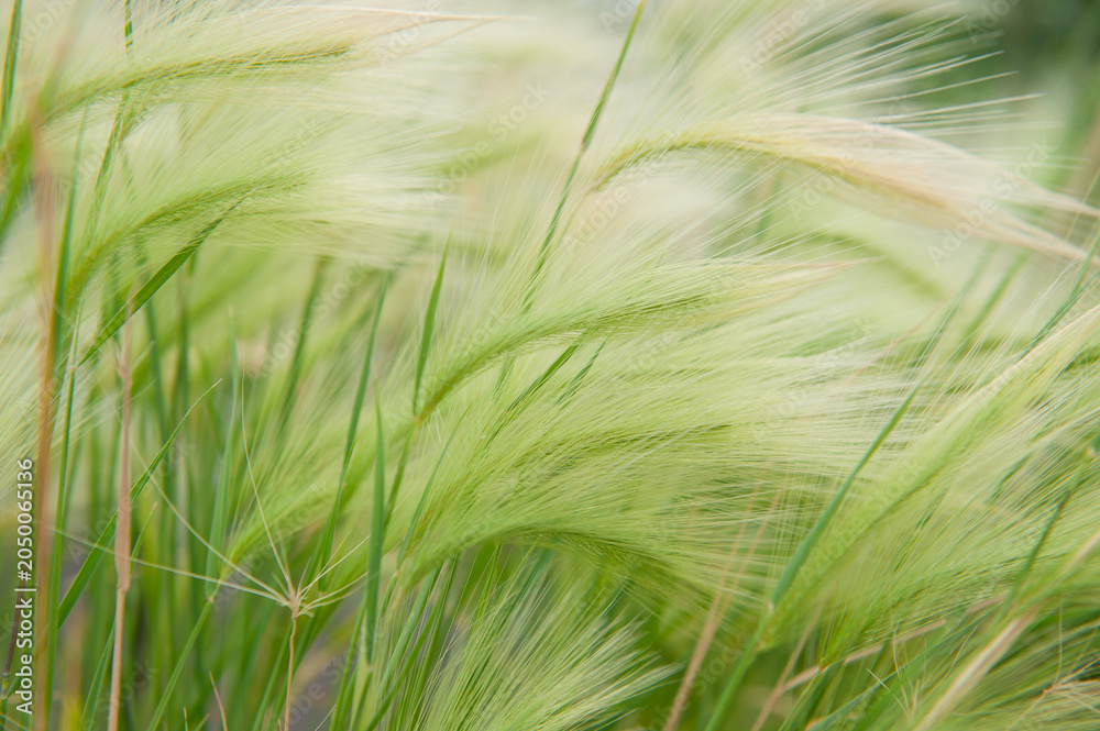 Obraz premium Natural soft background with barley grass swaying in meadow