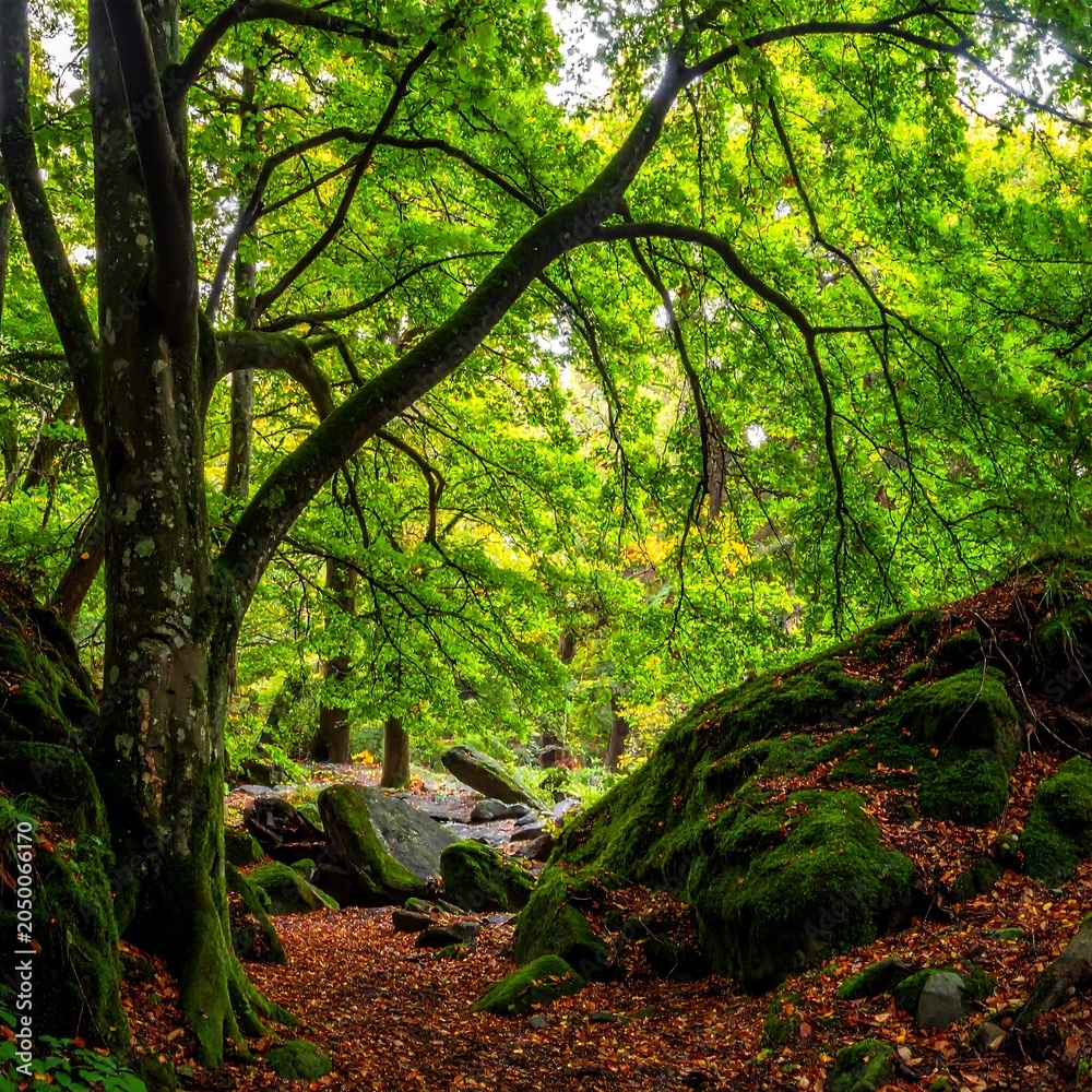 Fototapeta premium Serene Forest Scene with Mossy Rocks and Trees.