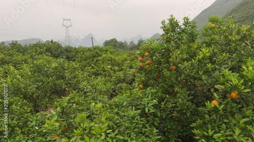Camera panning across a citrus orchard in Yangshuo, China, showing orange tree branches laden with ripe fruit against a backdrop of distant green hills. Agriculture and harvest scene.