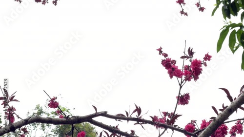 Close up of blooming pink peach blossom tree branches framing the composition against an overcast white cloudy sky, offering ample copy space for text. Spring nature background with negative space.