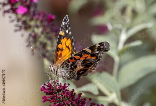 Foto American Lady Butterfly Feeding on Buddleia