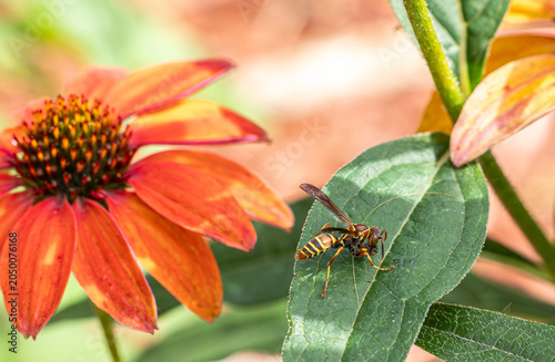 Paper Wasp Perched on a Leaf Close-Up
