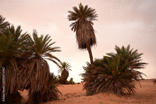 Close up of thick date palm trees growing in sand dunes under a moody sky