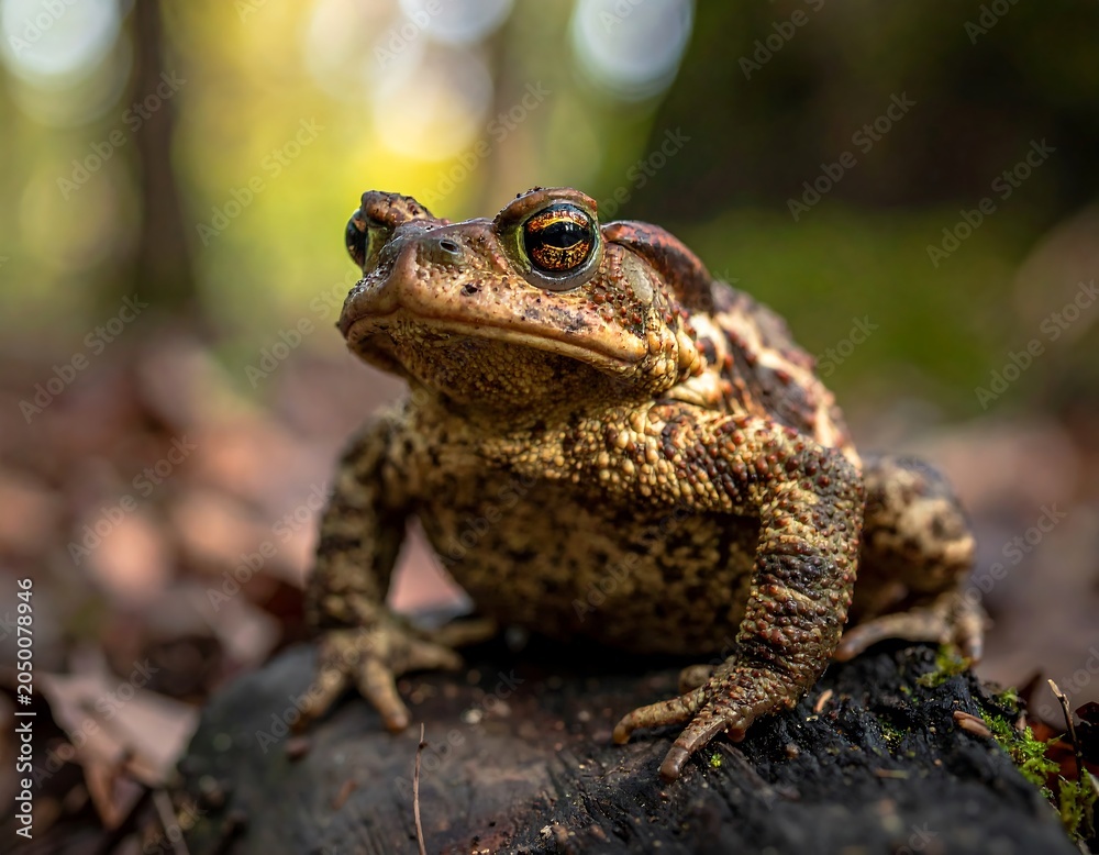 Obraz premium A brown toad with distinctive markings sits on a tree stump in a forest