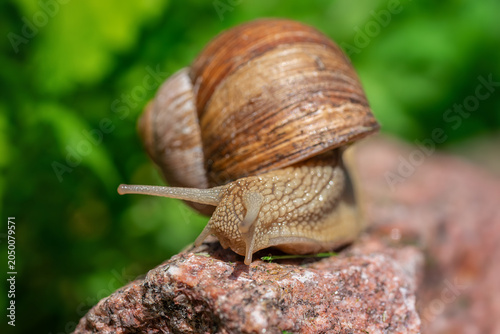 Close up shot of snail