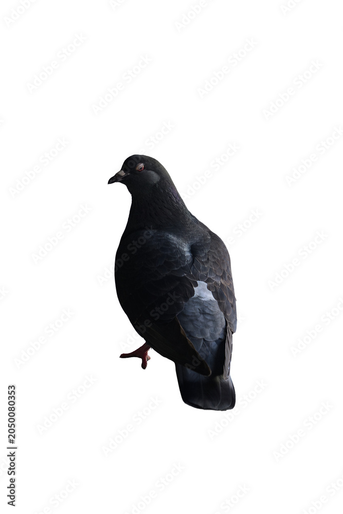Obraz premium Transparent Pigeon Perched